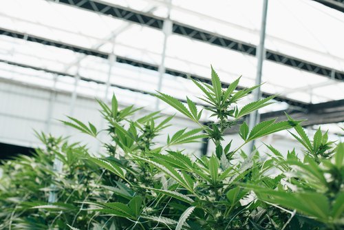 cultivation innovations in the cannabis industry