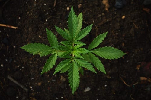 cannabis plant in soil from above
